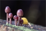 Grosser_Bluthelmling-Mycena_haematopus.jpg