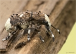 Grosser_Breitruessler-Platystomos_albinus.jpg