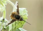 Grosser_Wollschweber-Bombylius_major-10_April_2017.jpg