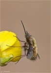 Grosser_Wollschweber-Bombylius_major-2014.jpg