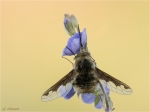 Grosser_Wollschweber-Bombylius_major-30_04_2017.jpg