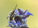 Grosser_Wollschweber-Bombylius_major-30_April_2017.jpg