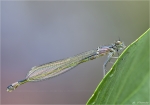 Grosses_Granatauge-Erythromma_najas-Weibchen.jpg
