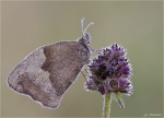 Grosses_Ochsenauge-Maniola_jurtina-Juli_2014.jpg