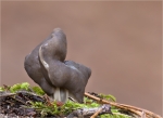 Gruben_Lorchel-Helvella_lacunosa-im_Moos.jpg