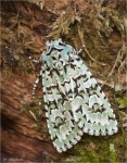 Gruene_Eicheneule-Griposia_aprilina.jpg