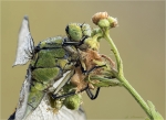 Gruene_Flussjungfer-Ophiogomphus_cecilia-Portrait-weiblich.jpg