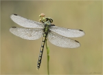 Gruene_Flussjungfer-Ophiogomphus_cecilia-Weibchen-21_07_2017.jpg