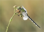 Gruene_Flussjungfer-Ophiogomphus_cecilia-Weibchen.jpg