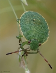 Gruene_Stinkwanze-Palomena_prasina-im_Larvenstadium.jpg