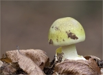 Gruener_Knollenblaetterpilz-Amanita_phalloides.jpg