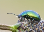 Gruener_Sauerampferkaefer-Gastrophysa_viridula.jpg