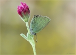 Gruener_Zipfelfalter-Callophrys_rubi-16_05_2017-Brombeer-Zipfelfalter.jpg