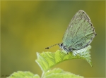 Gruener_Zipfelfalter-Callophrys_rubi-16_Mai_2017-Brombeer-Zipfelfalter.jpg