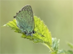 Gruener_Zipfelfalter-Callophrys_rubi-auf_Brennnessel.jpg