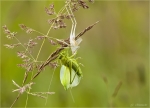 Gruenes_Heupferd-Tettigonia_viridissima-Haeutung.jpg