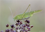 Gruenes_Heupferd-Tettigonia_viridissima.jpg