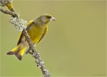 Gruenfink-Carduelis_chloris-03_05_2017-maennlich.jpg
