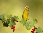 Gruenfink-Carduelis_chloris-13_06_2017.jpg