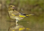 Gruenfink-Carduelis_chloris-maennlich-im_Wasser.jpg