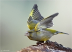 Gruenfink-Gruenling.jpg