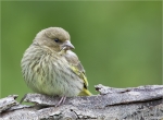 Gruenfink-Jungvogel-02_05_2014.jpg