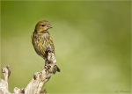 Gruenfink-Jungvogel-05_06_2018.jpg