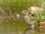 Gruenfink-Jungvogel-06_06_2017.jpg