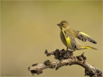 Gruenfink-Jungvogel-11_07_2016.jpg