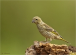 Gruenfink-Jungvogel-15_07_2016.jpg