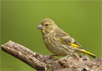 Gruenfink-Jungvogel-19_Mai_2016.jpg