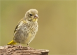Gruenfink-Jungvogel-20_09_2016.jpg