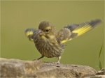 Gruenfink-Jungvogel-Juli_2016.jpg