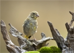 Gruenfink-Jungvogel-September_2016.jpg