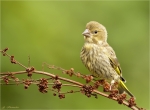 Gruenfink-Jungvogel-Sommer_2016.jpg