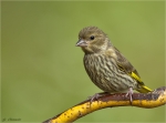 Gruenfink-Jungvogel-european_greenfinch-06_06_2017.jpg