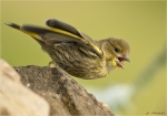 Gruenfink-Jungvogel-european_greenfinch-11_06_2016.jpg