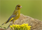 Gruenfink-Maennchen-european_greenfinch-10_06_2016.jpg