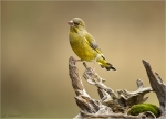 Gruenfink-european_greenfinch-04_10_2016.jpg