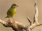 Gruenfink-european_greenfinch-06_03_2018.jpg