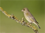 Gruenfink-european_greenfinch-2015.jpg
