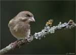 Gruenfink-european_greenfinch-22_02_2016.jpg
