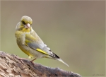 Gruenfink-european_greenfinch-24_03_2016.jpg
