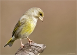 Gruenfink-european_greenfinch-29_03_2016.jpg