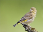 Gruenfink-european_greenfinch-Jungvogel-14_05_2016.jpg