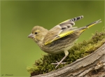 Gruenfink-european_greenfinch-Jungvogel-19_05_2016.jpg