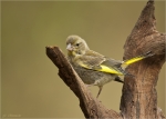 Gruenfink-european_greenfinch-Jungvogel-20_09_2016.jpg