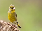 Gruenfink-european_greenfinch-maennlich-05_04_2016.jpg