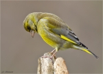 Gruenfink-european_greenfinch-maennlich-07_04_2016.jpg