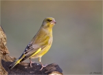 Gruenfink-european_greenfinch-maennlich-18_03_2016.jpg